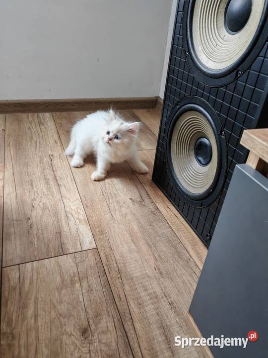 Pers Persy kot kotka Warszawa sprzedam