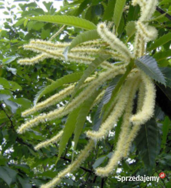 KASZTAN JADALNY Castanea sativa NASIONA 100g kujawsko-pomorskie Lubanie sprzedam