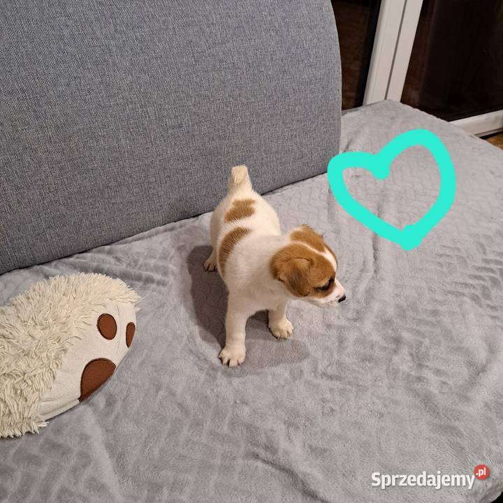 szczeniaczek gładkowłosy