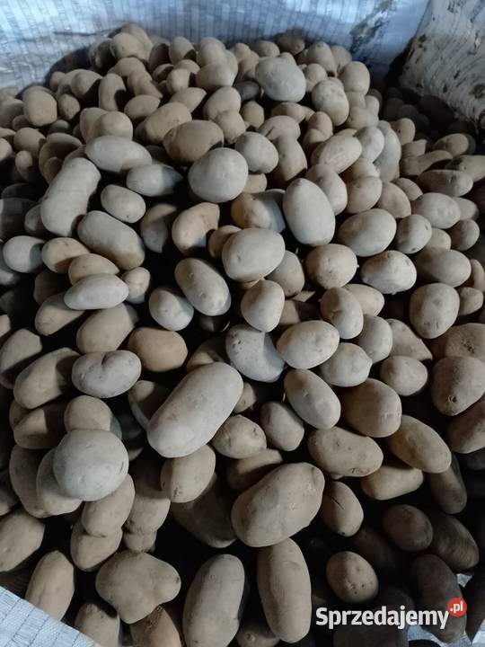 Sprzedam ziemniaki Queen Anna OPAKOWANIE BIG BAG Pozostałe Zakroczym