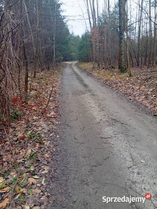 Działka leśna Sprzedaż Warszawa sprzedam