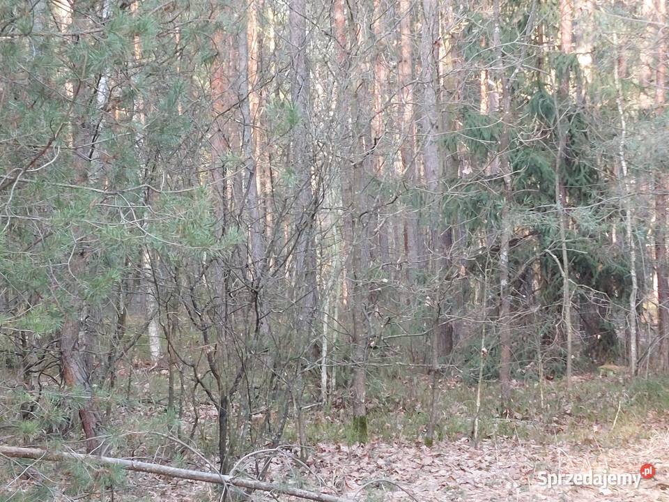Sprzedam działkę leśną las Szynkarzyzna
