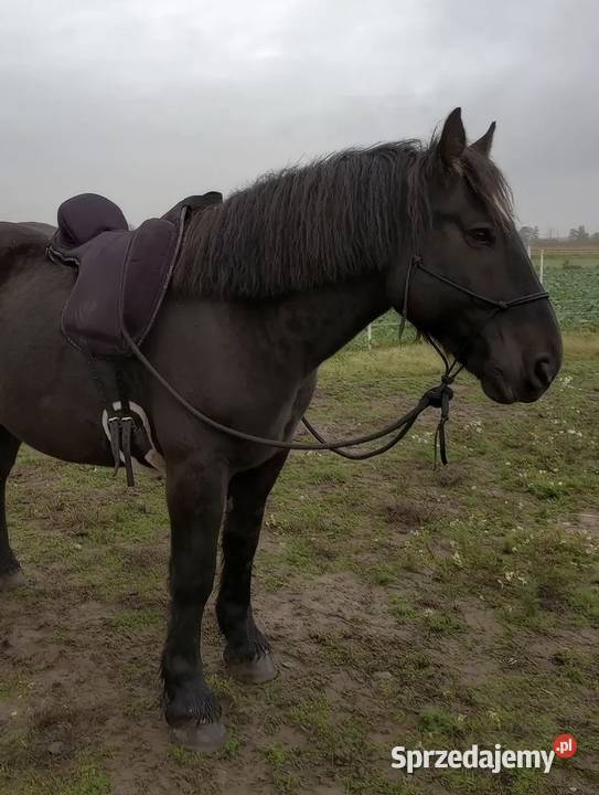 koń wałach zimnokrwisty pogrubiony Gole