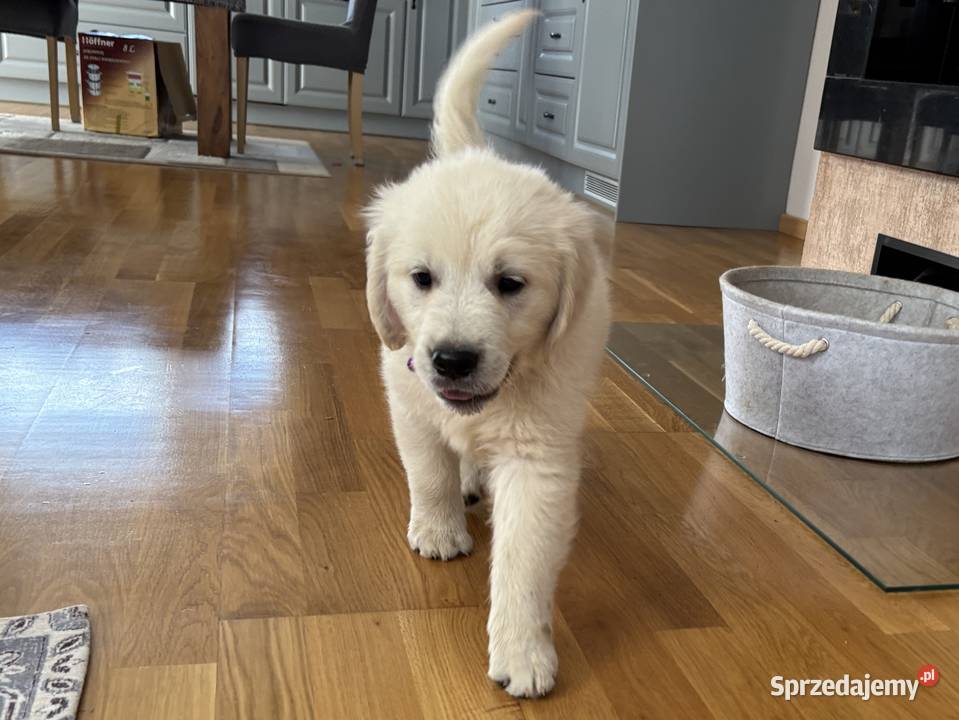 Szczenięta Golden Retriever ZKwP FCI