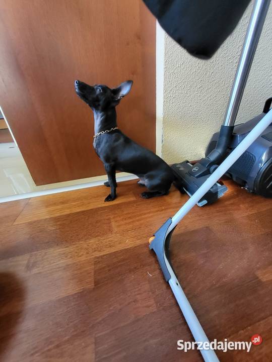 Pinczer Mini Pozostałe Gdańsk