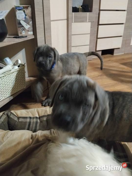 Cane corso Italiano Mogilno