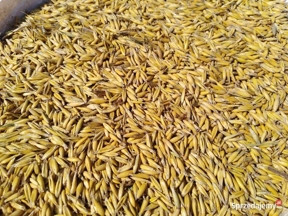 Sprzedam owies Rambo centrali zwykły Zbiór 2025 Zboża