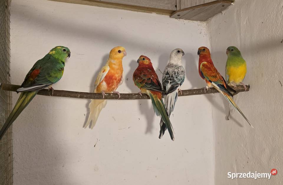 Świergotki i modrolotki Chojnice