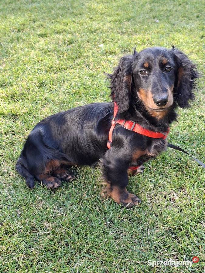 Jamnik długowłosy suczka 55 miesiąc Żyrardów