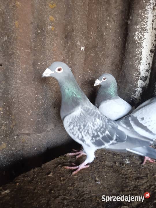 Sprzedam całe stado gołębi pocztowych Drozdówka sprzedam