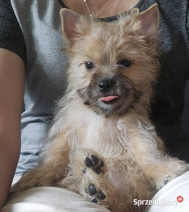 Yoreczka mała blondyneczka śląskie sprzedam