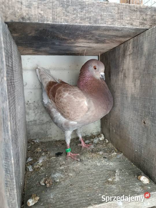 Modena Modeny niemieckie golębie ozdobne kuraki lubelskie Sewerynówka