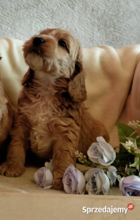 Cockapoo F1 pieski Spaniel Pudel kujawsko-pomorskie Toruń sprzedam