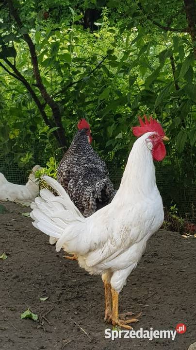 Koguty Leghorn i zwykle małopolskie Raba Niżna