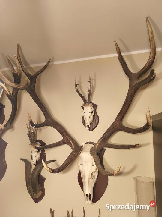 Poroże sprzedam Białystok