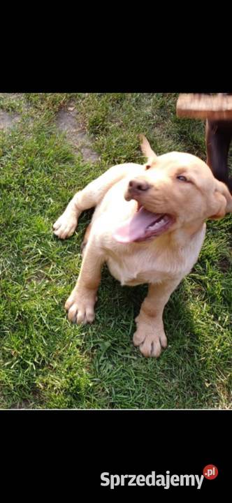 Piękny Labrador Retriever biszkoptowy świętokrzyskie Jaworznia
