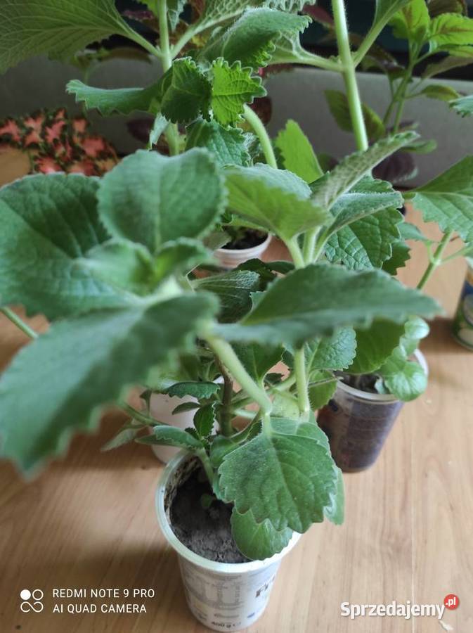 Sprzedam nadwyżki mięty meksykańskiej lubelskie Lublin sprzedam