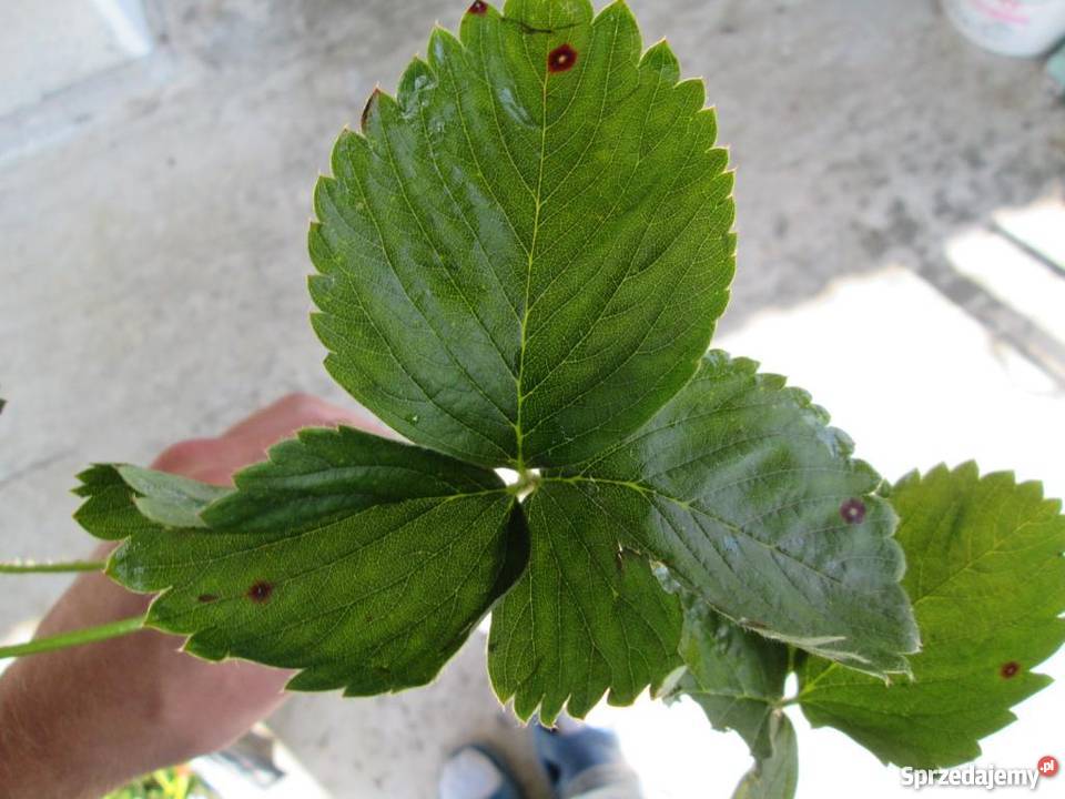 sadzonki truskawek Łódź