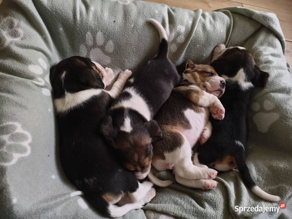 szczeniak pies Beagle rodowód Giżycko