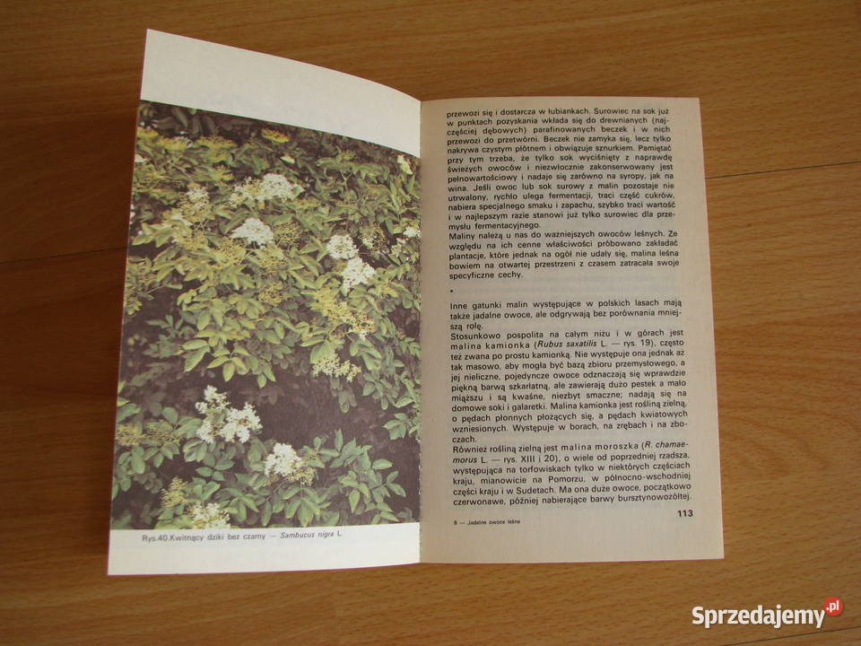Jadalne owoce leśne Wiesław Grochowski poradnik Brzegi