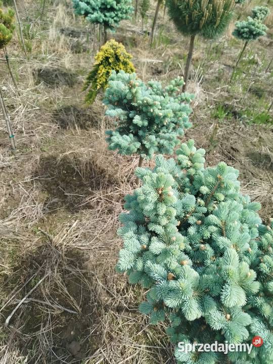 Sosna Pinus mugo LOW Glow Varella GLAUCA GLOBOSA Przedmieście Dubieckie
