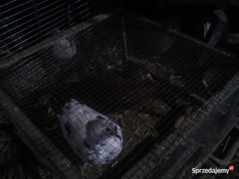 Gołębie 25 magane i inne Pińczów sprzedam