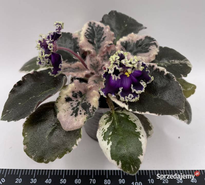 Fiołek afrykański kwitnąca sadzonka Pozostałe Jędrzejów