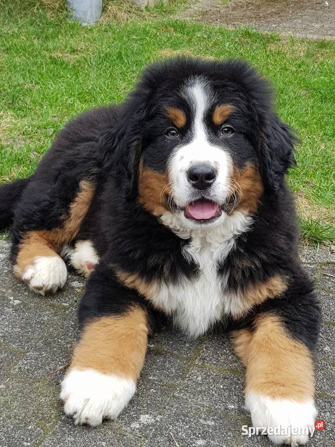 Berneński Pies Pasterski już do odbioru