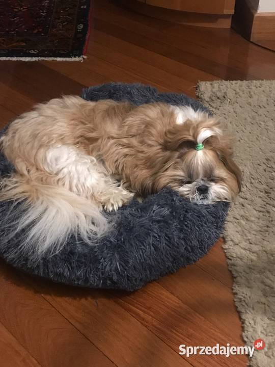 Super miękkie legowisko psakota pluszowy komfort mazowieckie Warszawa