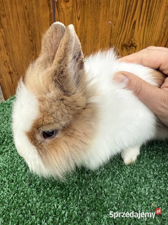 Miniaturka samczyk małopolskie Chocznia sprzedam