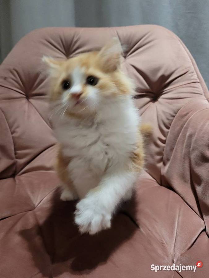 Kotka Maine Coon Polesie Mikułowskie