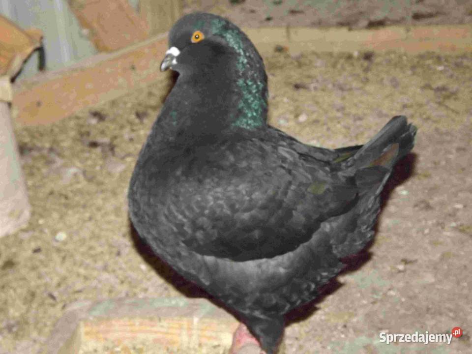 sprzedam gołębie Zwierzęta Podborze sprzedam