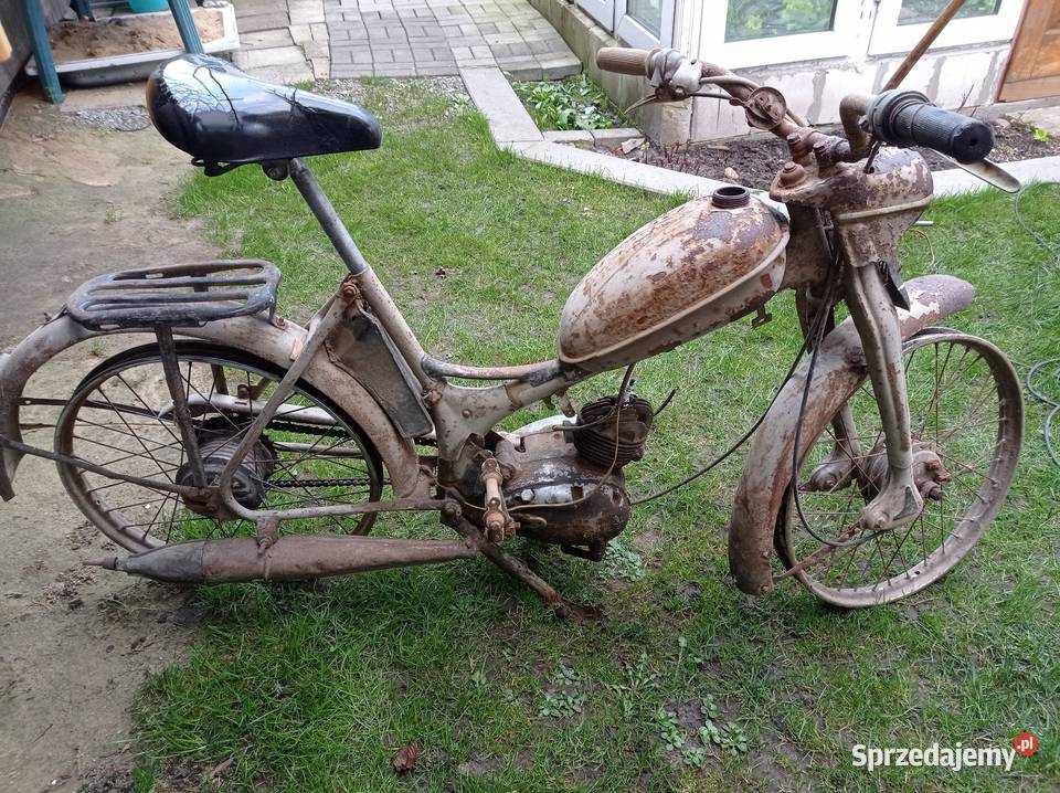 Komar sztywniak Tarnogród