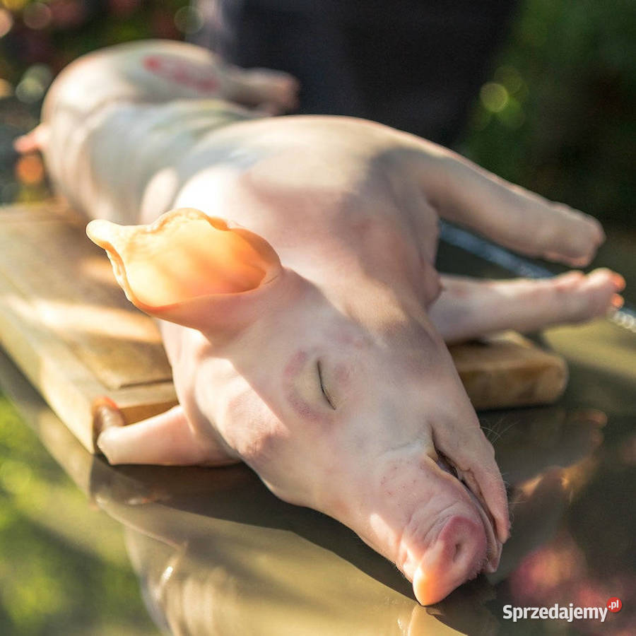 Prosie wypatroszeniu do pieczenia z własnego mazowieckie Legionowo