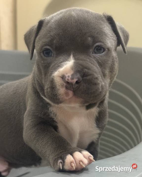 Amstaff Zapraszamy do rezerwacji Szczenięta o Sarnowo