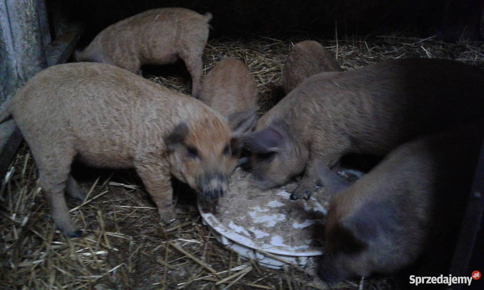 Prosieta Mangalica mangalice Czajków