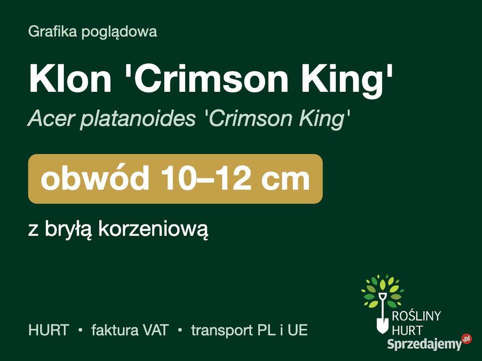 Klon Crimson King Acer platanoides obwód 1012 z sprzedam