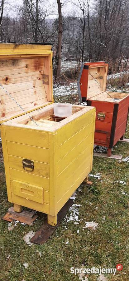 ule warszawskie zwykłe 2 letnie Chmielnik sprzedam