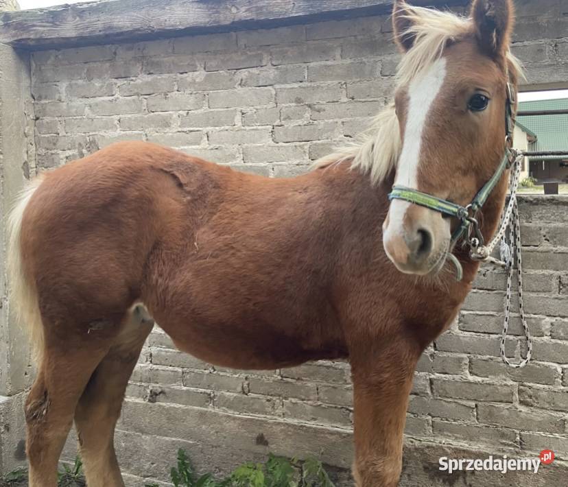 ogier źrebak typ pogrubiony Kodeń