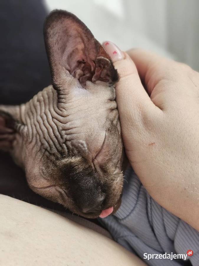 Kociak 5msc z rodowodem mazowieckie Maków Mazowiecki sprzedam