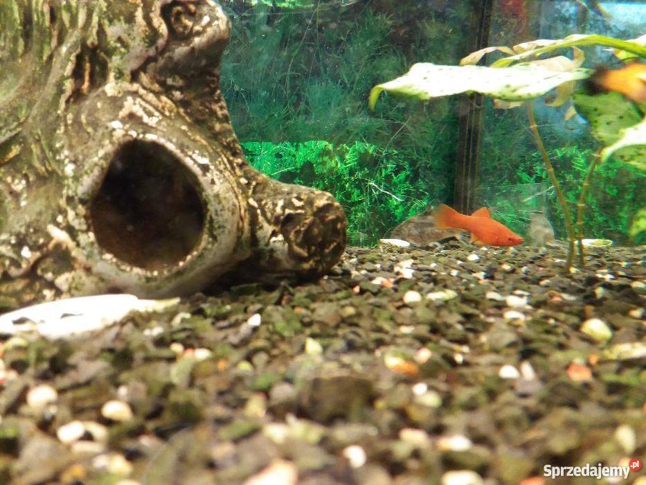 Akwarium 160 litrów stolik lubelskie Kraśnik