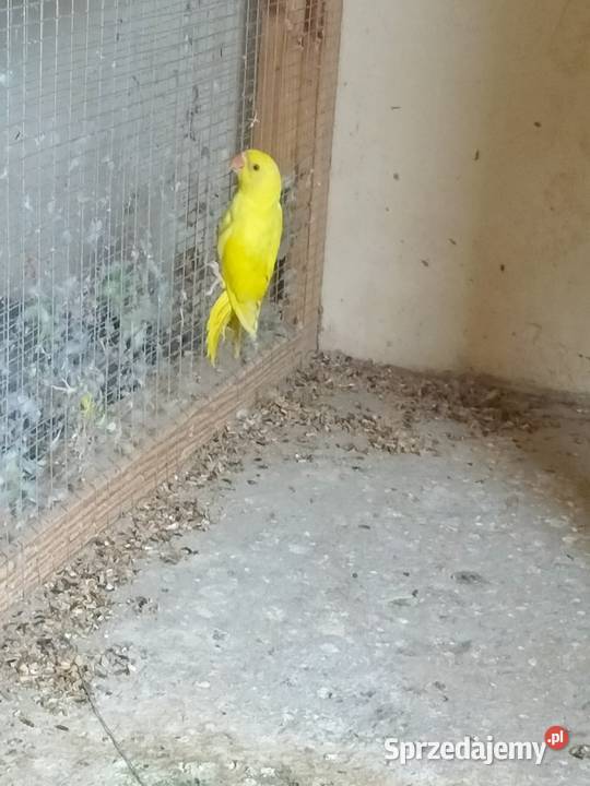 Sprzedam Aleksandręty wielkopolskie Rakoniewice