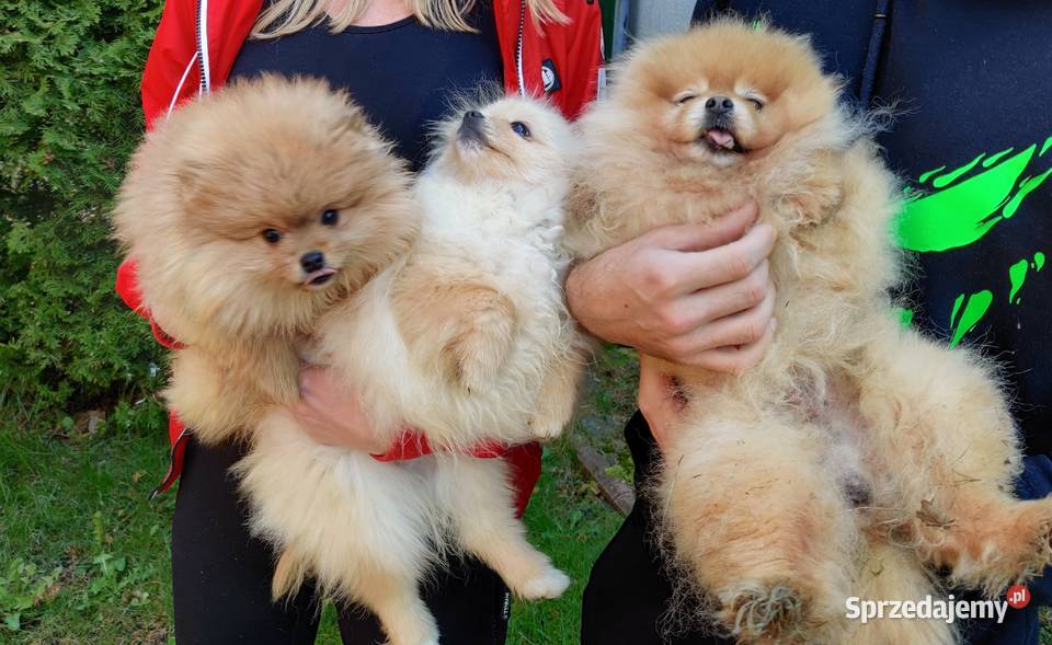 Szpic miniaturowy pomeranian rodowodowe łódzkie Łódź