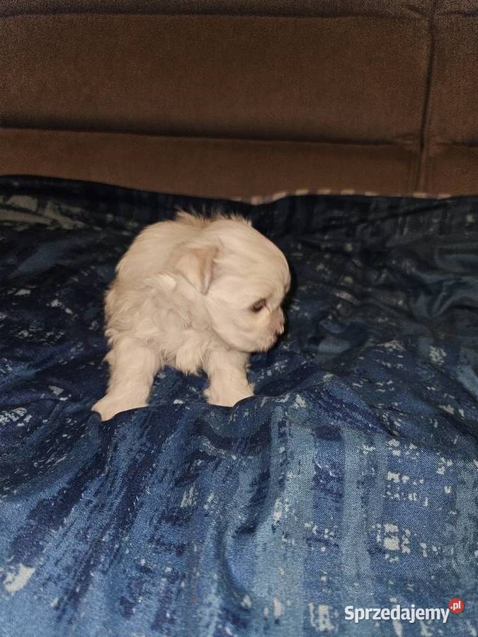 Suczka samiec rasy maltańczyk ur 25112025 gotowe śląskie Bielsko-Biała