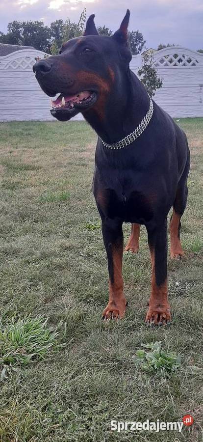 Doberman Szczeniaki Rezerwacia Wroc Aw Sprzedajemy Pl