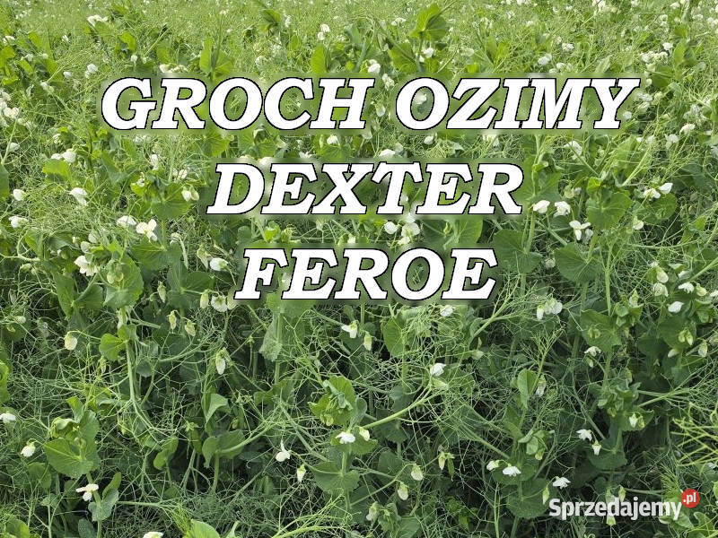Materia siewny groch ozimy FEROE DEXTER Rośliny pastewne Konin