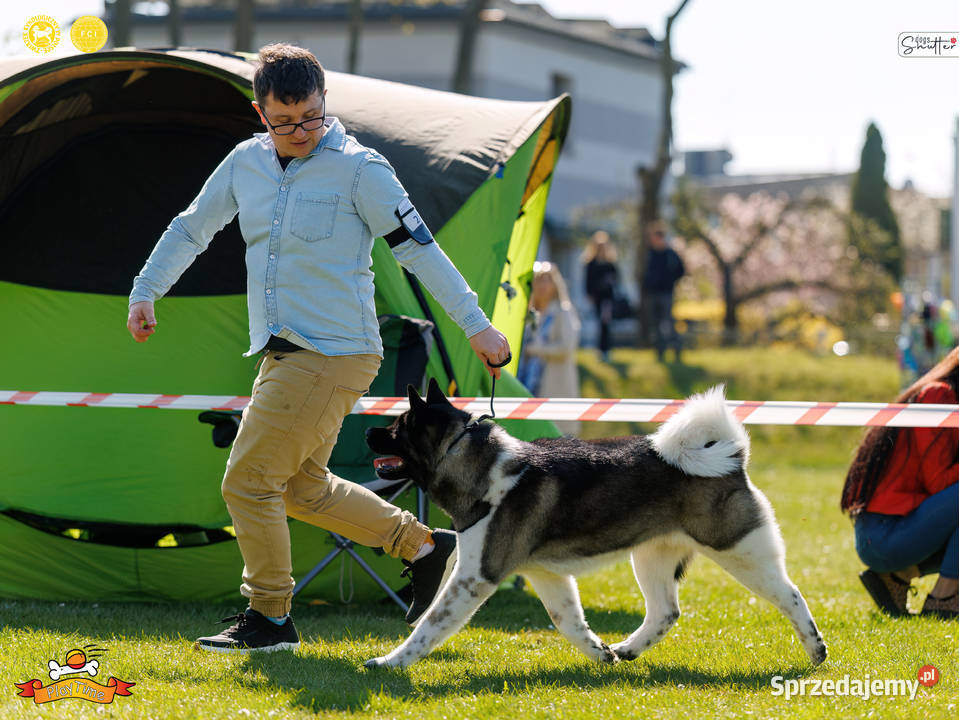 Zapowiedź miotu AKITA AMERYKAŃSKA jesień 2025 łódzkie Poddębice