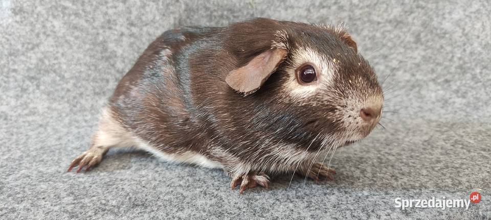 Świnka morska cavia self gładkowłosa US Teddy z śląskie Dąbrowa Górnicza
