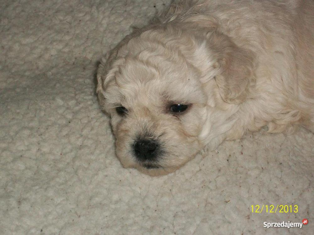 maltańczyki Olsztyn sprzedam