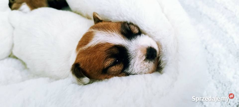 Jack Russell terrier szczeniaki świętokrzyskie Sadowie sprzedam